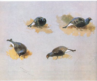 Blackcock studies, pub. by Book Club Associates, 1972 by Archibald Thorburn